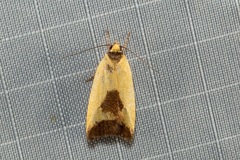 Ageletha hemiteles