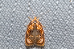 Eochrois sarcoxantha