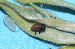 Calligrapha multipunctata