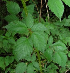 Rubus lindleianus