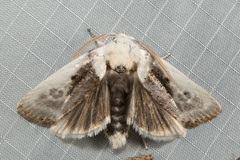 Cryptophasa albacosta