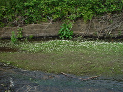 Ranunculus × bachii