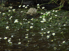 Ranunculus × bachii