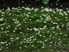 Ranunculus × bachii