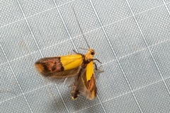 Hemibela oxyptera