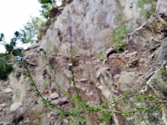 Lappula consanguinea