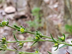 Lappula consanguinea