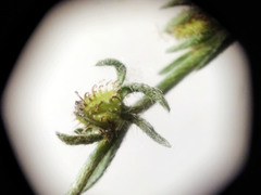 Lappula consanguinea