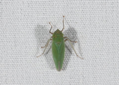 Draeculacephala inscripta