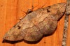Redtail Moth - Photo (c) Martin Grimm, some rights reserved (CC BY-NC)