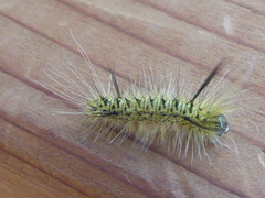 Lophocampa mixta