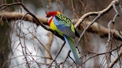 Platycercus eximius diemenensis