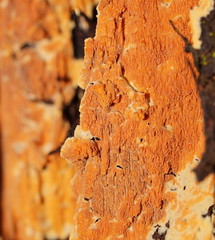 Gloeoporellus merulinus