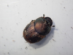 Onthophagus coenobita