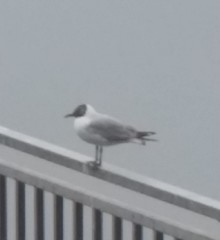 Chroicocephalus ridibundus