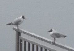 Chroicocephalus ridibundus