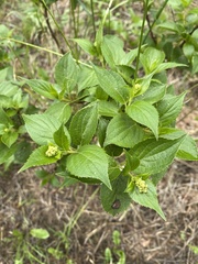 Hydrangea paniculata
