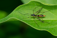 Ptychoptera quadrifasciata