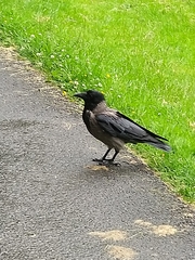 Corvus cornix