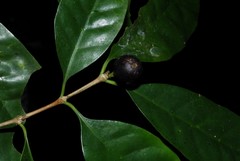 Coffea humblotiana image