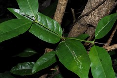 Polysphaeria multiflora