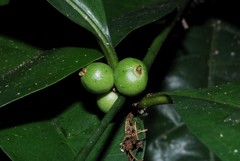 Polysphaeria multiflora