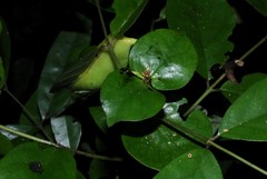 Polysphaeria multiflora