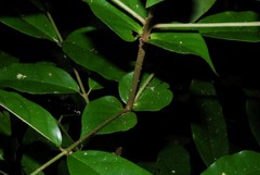 Polysphaeria multiflora