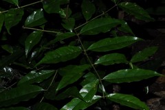 Polysphaeria multiflora