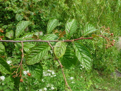 Cotoneaster rehderi
