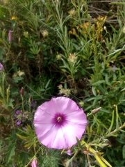 Convolvulus althaeoides althaeoides
