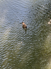 Branta canadensis