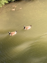 Branta canadensis
