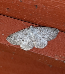 Sabulodes packardata