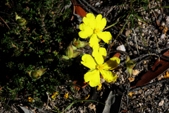 Hibbertia serpyllifolia