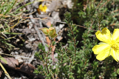 Hibbertia serpyllifolia