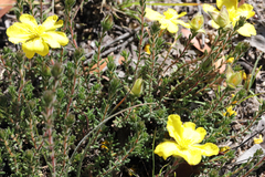 Hibbertia serpyllifolia