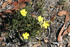 Hibbertia serpyllifolia