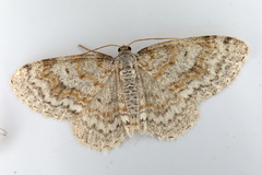 Hydrelia sylvata