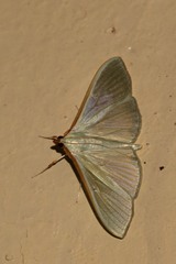 Stemorrhages sericea