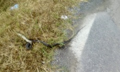 Hierophis viridiflavus