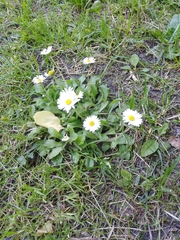 Bellis perennis