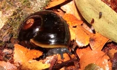 Victaphanta compacta