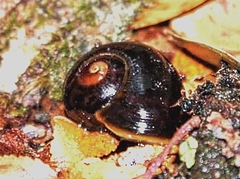 Victaphanta compacta