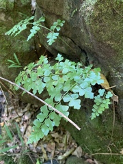 Asplenium splendens splendens