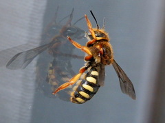 Rhodanthidium septemdentatum