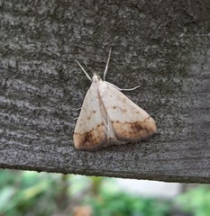 Evergestis extimalis