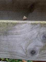 Evergestis extimalis