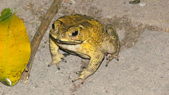 Duttaphrynus melanostictus