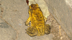 Duttaphrynus melanostictus